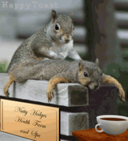 Squirrels massaging!